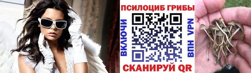 Псилоцибиновые грибы Psilocybe  Губкинский 